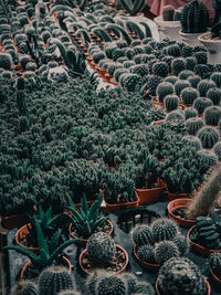 High angle view of potted cactus plants
