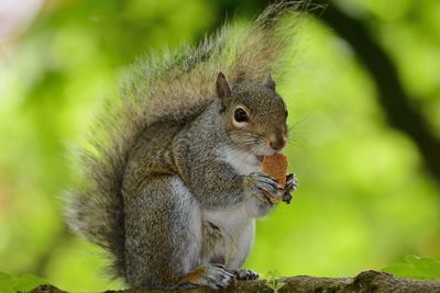 Close-up of squirrel eating on branch