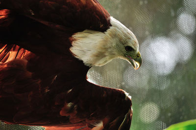 Close-up of eagle on sunny day