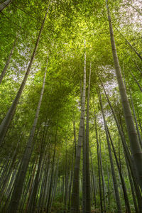 Low angle view of bamboo trees in forest