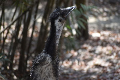 Close-up of bird