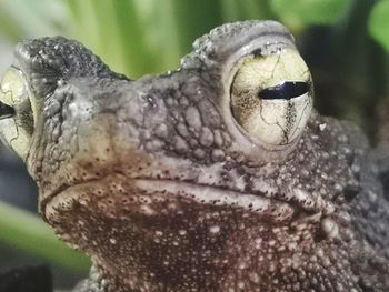 Close-up of a lizard