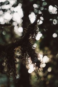 Close-up of lichen growing on tree