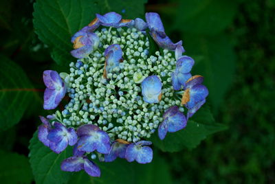 Close-up of blue flowering plant