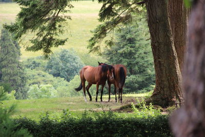 Horses standing on landscape