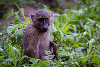 Baby olive baboon sitting amongst leafy plants