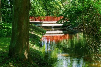 Trees in a park