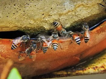 Close-up of insect on sea shore