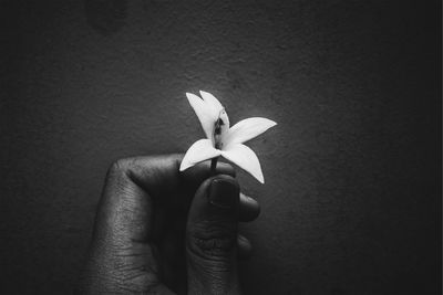 Close-up of hand holding white flower against black background