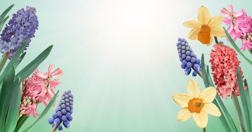 Close-up of purple flowering plant against white background