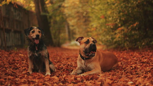 Portrait of two dogs in a forest