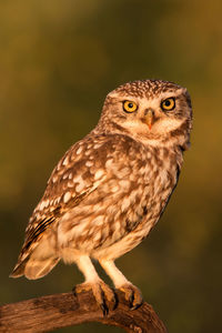 Close-up of owl perching