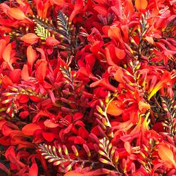 Full frame shot of red flowering plants
