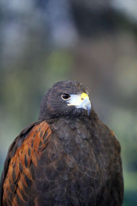 Close-up of a bird