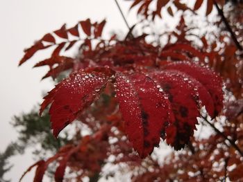 Close-up of red leaves on tree during winter