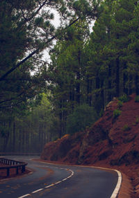 Road amidst trees