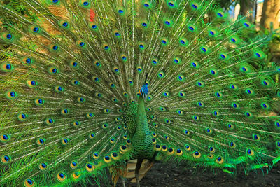 Close-up of peacock