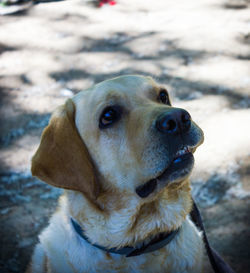 Close-up of dog looking away