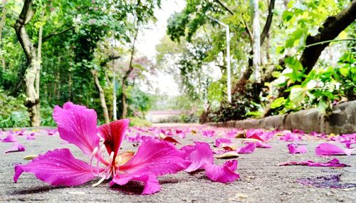 Close-up of pink flowers growing on tree