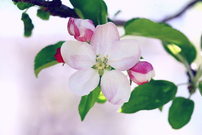 Close-up of pink cherry blossoms