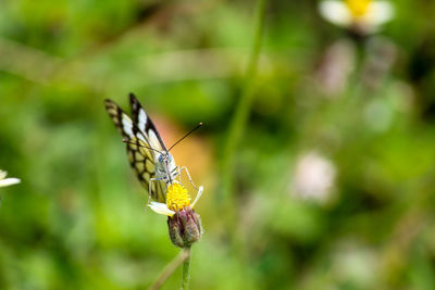 Close-up of pollinating butterfly on wildflower