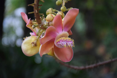 Close-up of pink flowering plant