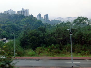 Trees in city