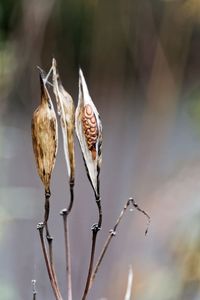 Close-up of wilted flowers