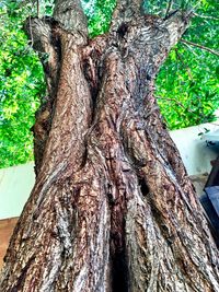 Close-up of tree trunk