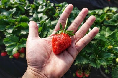 Cropped image of hand holding strawberry