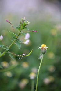 Close-up of flowering plant against blurred background