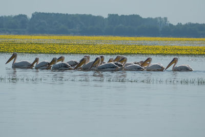 Flock of birds in the lake