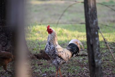 Chicken on field