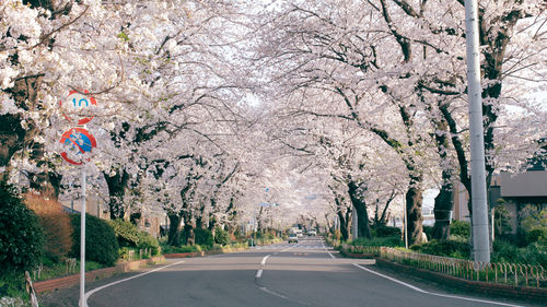 Road amidst trees