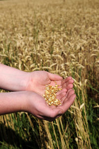 Close-up of hand holding wheat in field