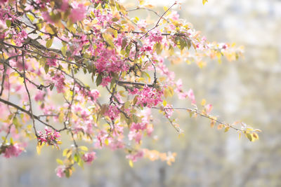 Close-up of pink cherry blossom tree