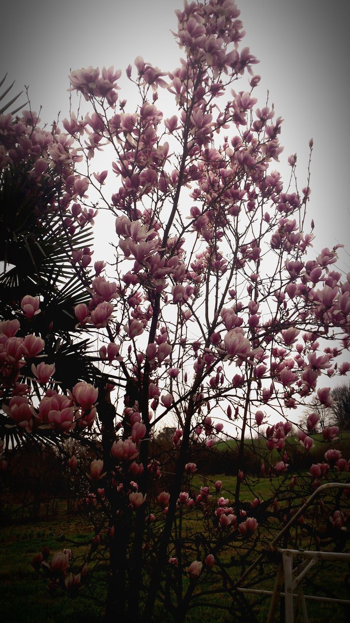 flower, growth, clear sky, tree, freshness, low angle view, fragility, nature, pink color, beauty in nature, plant, blooming, sky, branch, in bloom, outdoors, blossom, day, no people, focus on foreground