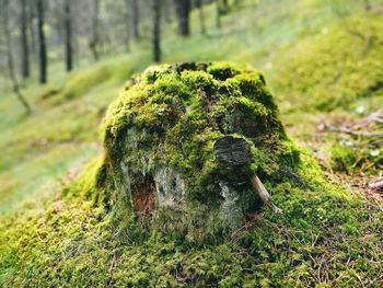 Close-up of moss on tree trunk