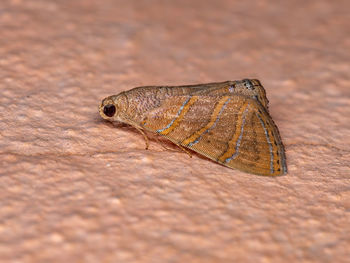 Close-up of butterfly on rock