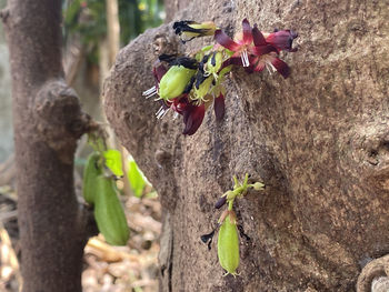 Close-up of green plant on tree trunk