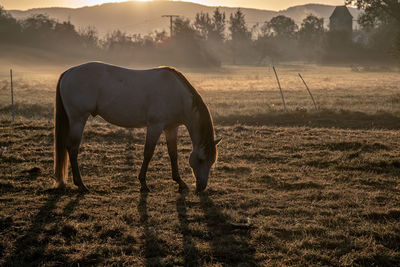 Horse grazing in a field