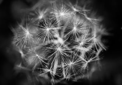 Close-up of dandelion flower