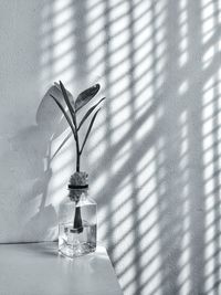 Black and white photograph of a clear vase with plants on the table illuminated by sunlight