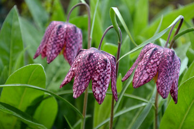 Close-up of purple flowers