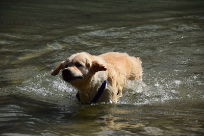 Dog swimming in a lake