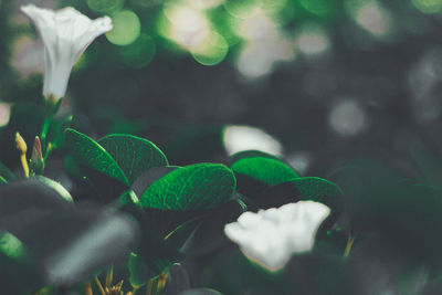 Close-up of plants growing on field