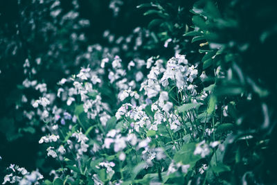 Close-up of white flowering plant