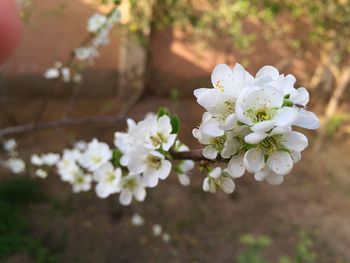 Close-up of fresh white flowers on tree