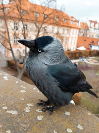 Close-up of a bird