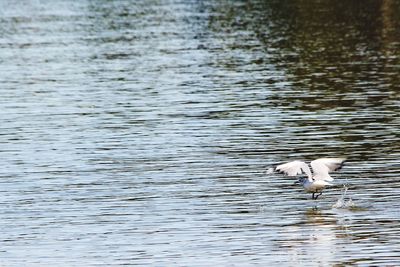 Seagull swimming in a lake